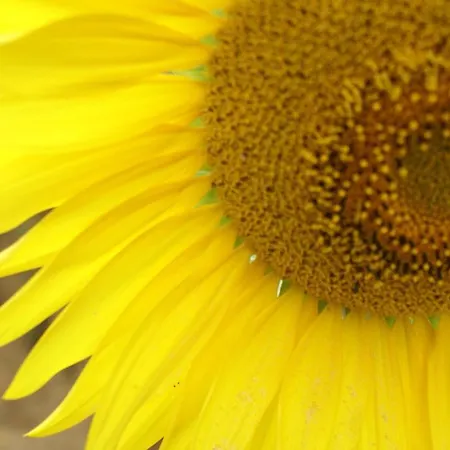 Domaine La Fontaine 4*