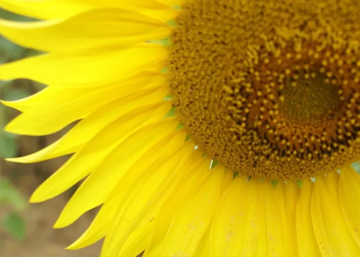 Domaine La Fontaine 4*